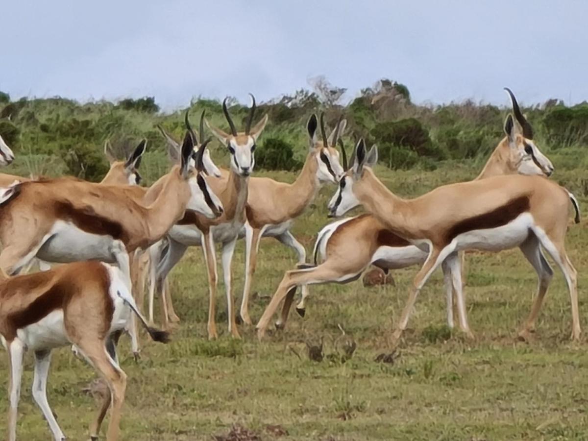 Indalu Game Reserve Boggomsbaai Exterior foto