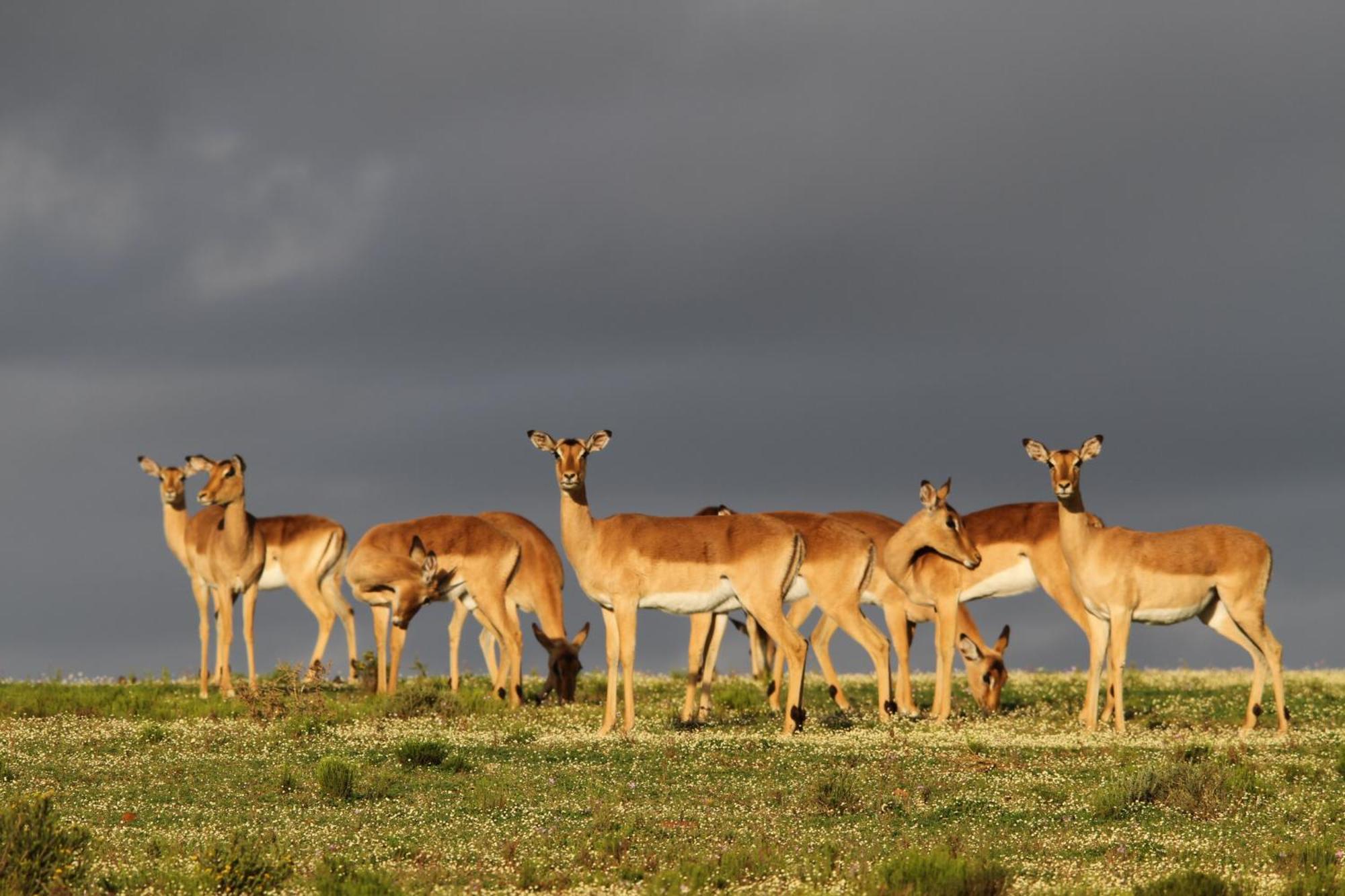 Indalu Game Reserve Boggomsbaai Exterior foto