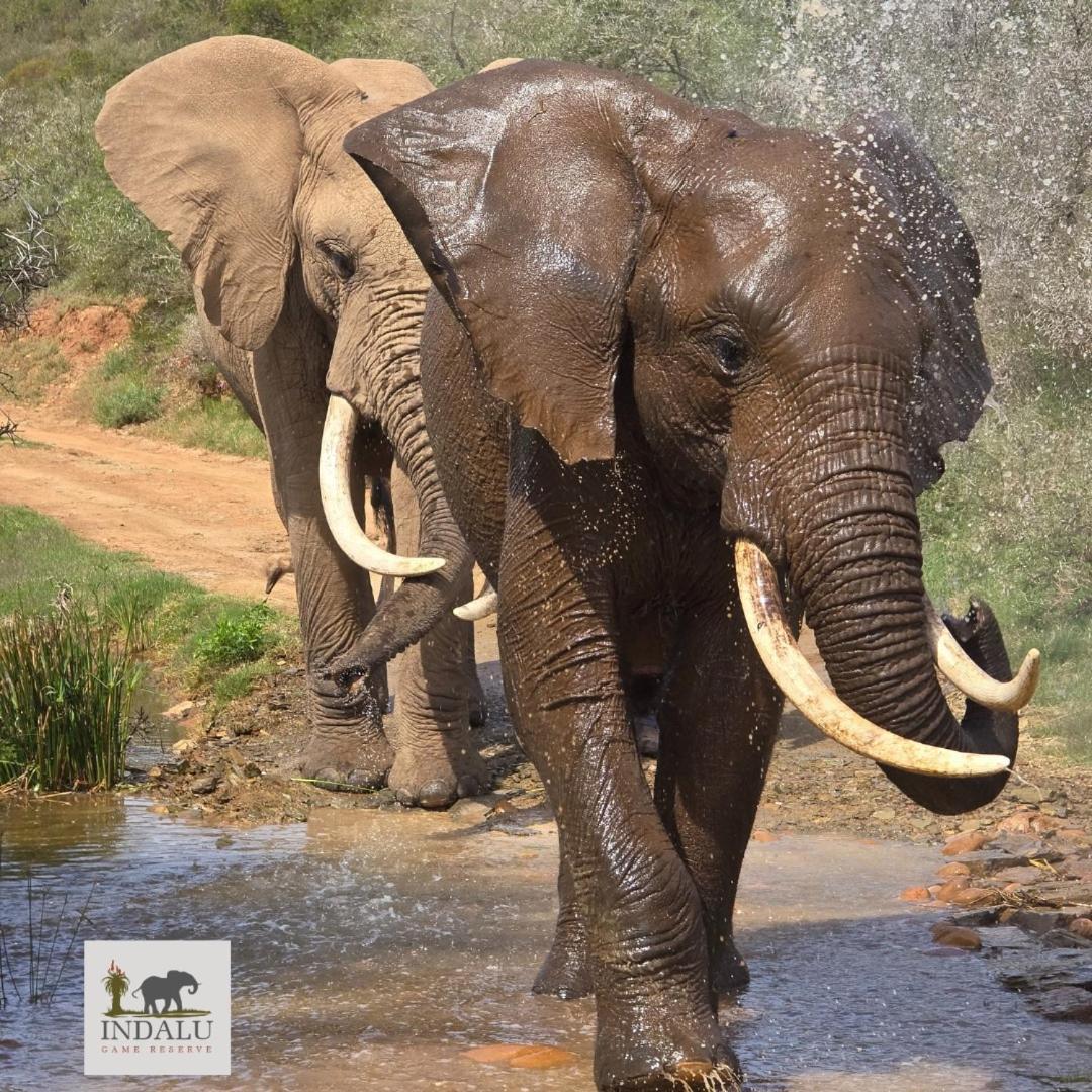Indalu Game Reserve Boggomsbaai Exterior foto